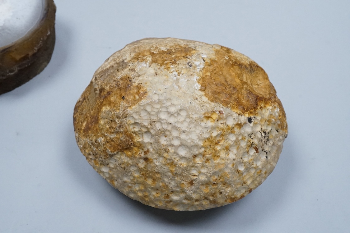Natural history interest, comprising four ammonites, a fossil and two gemstones
